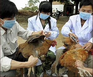 Во Вьетнаме зафиксированы две новые вспышки птичьего гриппа