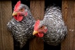 Беларусь отменила запрет на ввоз птицы из Швеции