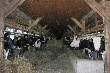 В Ярославской области стали больше выпускать яиц, мяса и молока