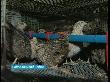 В Туймазинском районе запущено редкое промышленное производство - перепелиных яиц и мяса В Туймазинском районе запущено редкое промышленное производство - перепелиных яиц и мяса