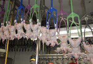 В России производство мяса птицы в феврале продолжило падать. Совокупный выпуск мяса в сельхозорганизациях вернулся в рост