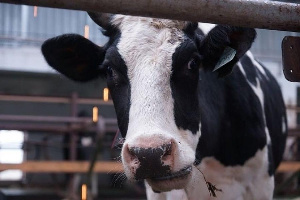 Производство скота и птицы на убой в Удмуртии за 9 месяцев 2019 года выросло на 5,7%   
