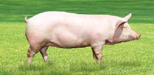 В Алтайском крае займутся селекцией свиней