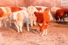 В Забайкалье поголовье коров растет, зато падает численность остального домашнего скота