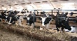 Пермьстат опубликовал сведения о состоянии сельского хозяйства в январе-августе 2012 года Пермьстат опубликовал сведения о состоянии сельского хозяйства в январе-августе 2012 года