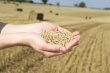 Цены еще могут вырасти. Российские аграрии не спешат продавать зерно
