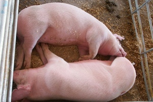 Поголовье свиней в Омской области за год сократилось на 14%