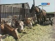 О состоянии животноводства в Тамбовской области
