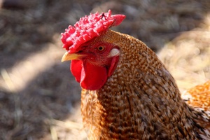 Компания Tyson Foods предлагает более гуманный способ убоя кур Компания Tyson Foods предлагает более гуманный способ убоя кур