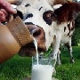 К 2020 году Иркутская область обеспечит себя мясом – на 71%, молоком – на 90% К 2020 году Иркутская область обеспечит себя мясом – на 71%, молоком – на 90%