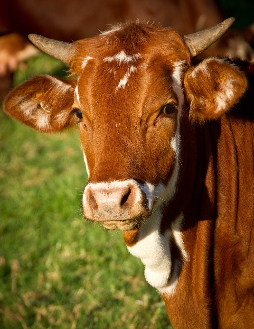 Коровы мясных пород живым весом на убой. 110 руб/кг.