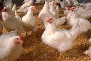  Украина пытается конкурировать с мировыми гигантами на рынке курятины в ЕС