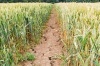В 2011 году аграрии Чувашии достойно выдержали последствия засухи