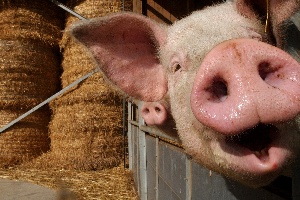 В Калининградской области за 4 дня зафиксировано 35 попыток ввезти свинину из ЕС и Украины