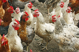 В Ростовской области зафиксировали первый в 2018 году очаг гриппа птиц.