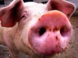 В Колумбии из-за свиной диареи вырос забой свиней