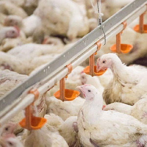 На птицефабрике "Пионерское" в конце мая запустят новый птичник