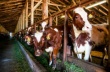 Беларусь запретила ввоз скота из Израиля из-за ящура