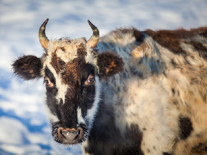Саха-Якутия республика: В Мирнинском районе построят животноводческий комплекс для сохранения якутской породы коров