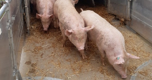 Звягинский свинокомплекс принял вторую партию молодняка датской селекции