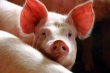 Румыния: цена на свиней падает