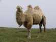 В Астраханской области выведен новый тип верблюдов калмыцкой породы