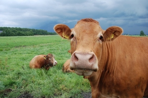 На Ставрополье заботятся о сохранении редких пород коров