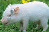 На свинокомплекс агрохолдинга «Юрма» везут свиней