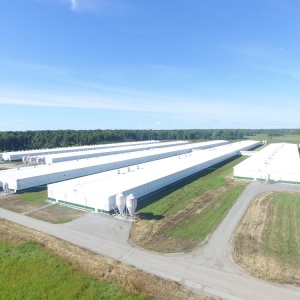 Под Новосибирском модернизируют свинокомплекс