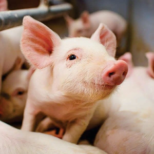На Южном Урале растет производство свинины и мяса птиц На Южном Урале растет производство свинины и мяса птиц