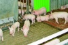 «Агрохолдинг «Юрма» открыл свинокомплекс