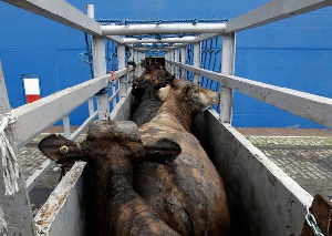 Россельхознадзор зафиксировал значительный рост экспорта живого скота в 2020 году