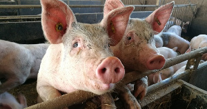 В Республике Адыгея отменен карантин по африканской чуме свиней