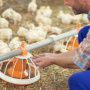 В Дагестане реализуют крупный проект в сфере мясного птицеводства