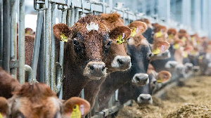 "Агробалт Трейд" обработает зерно