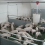 В Тамбовской области региональная структура «Русагро» запустила первый из семи свинокомплексов в рамках своего масштабного проекта