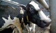 Казахстан: Уровень субсидирования в мясном животноводстве вырастет в полтора раза