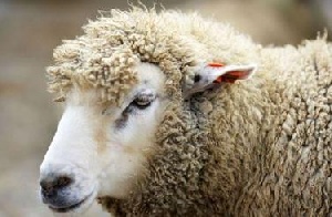 В Монголии впервые на сельскохозяйственной бирже начали торговать живыми овцами