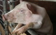 Датские свиноводы потеряют от запрета торговли с Россией $680 млн, что почти вдвое превысит первоначальный прогноз