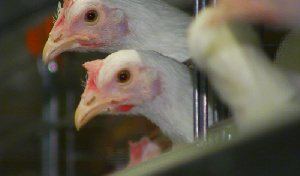Сахалинскую птицефабрику решили оптимизировать