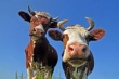 В Саратовской области резко сократилось производство мяса и молока
