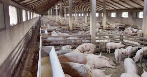Два крупных свинокомплекса построят в 2021 году в Нижегородской области 