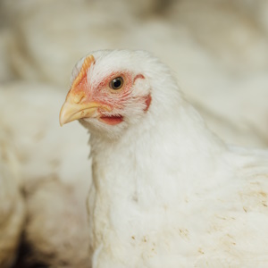 На птицефабрике группы «Ситно» усилили контроль после обнаружения опасных бактерий