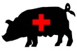 Очередная вспышка АЧС констатирована у свиней в Латвии