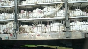 Егорьевская птицефабрика может увеличить производство мяса индейки на 60%