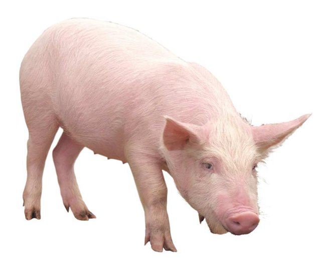 Свежее экологически числое мясо свинины