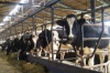 В Кузнецком районе Пензенской области ведется работа по увеличению поголовья крупного рогатого скота