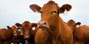 Хакасия республика: фермеры собираются реализовать новые проекты в мясном скотоводстве