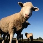 Из-за вспышки блутанга запрещен ввоз в Россию племенного скота из ряда регионов Италии, Румынии и Сербии