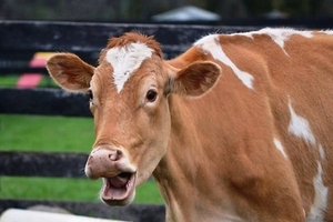 Британцы назвали коров самым опасными животными